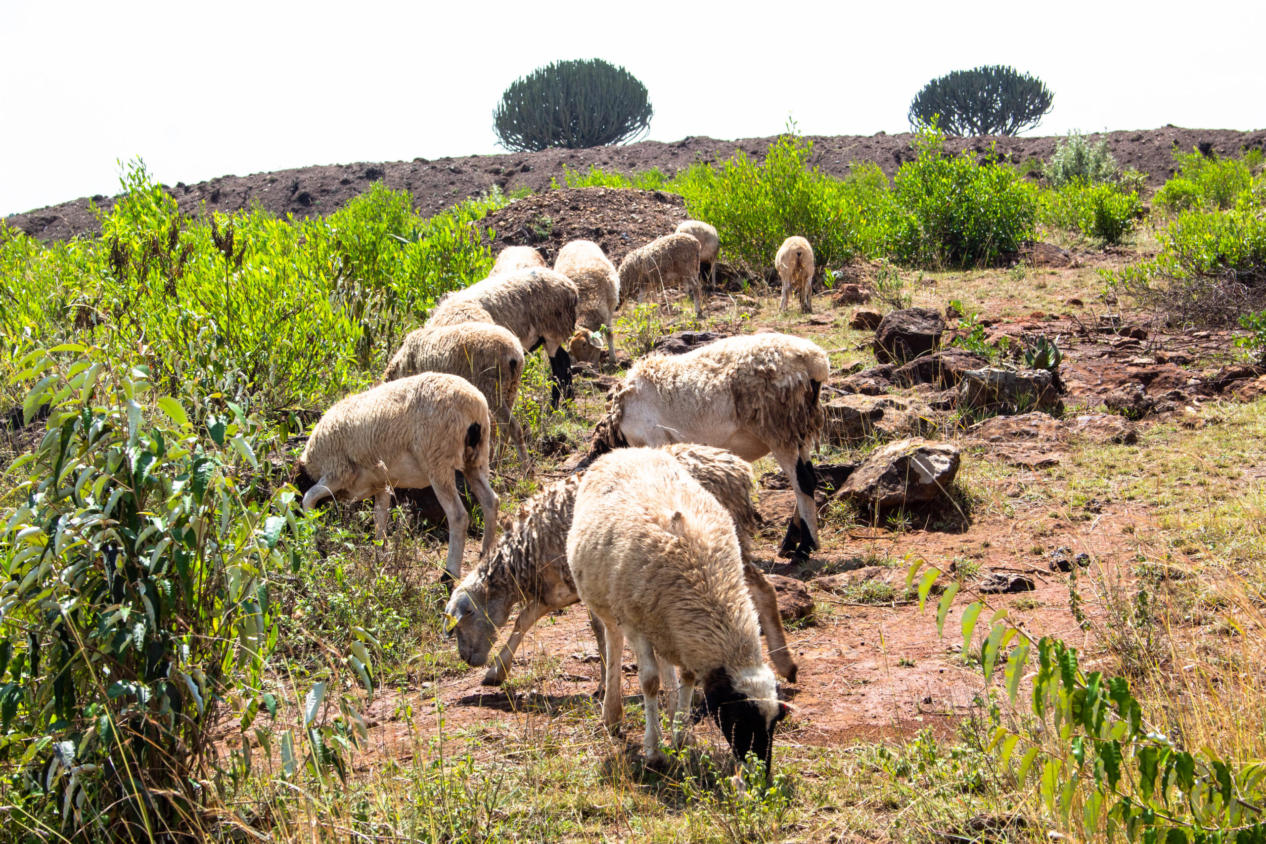 Nolan farms sheep