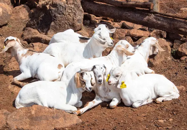 nolan-farms-goat-calves