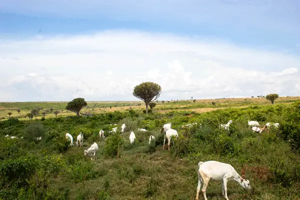 nolan-farms-goats-grazing