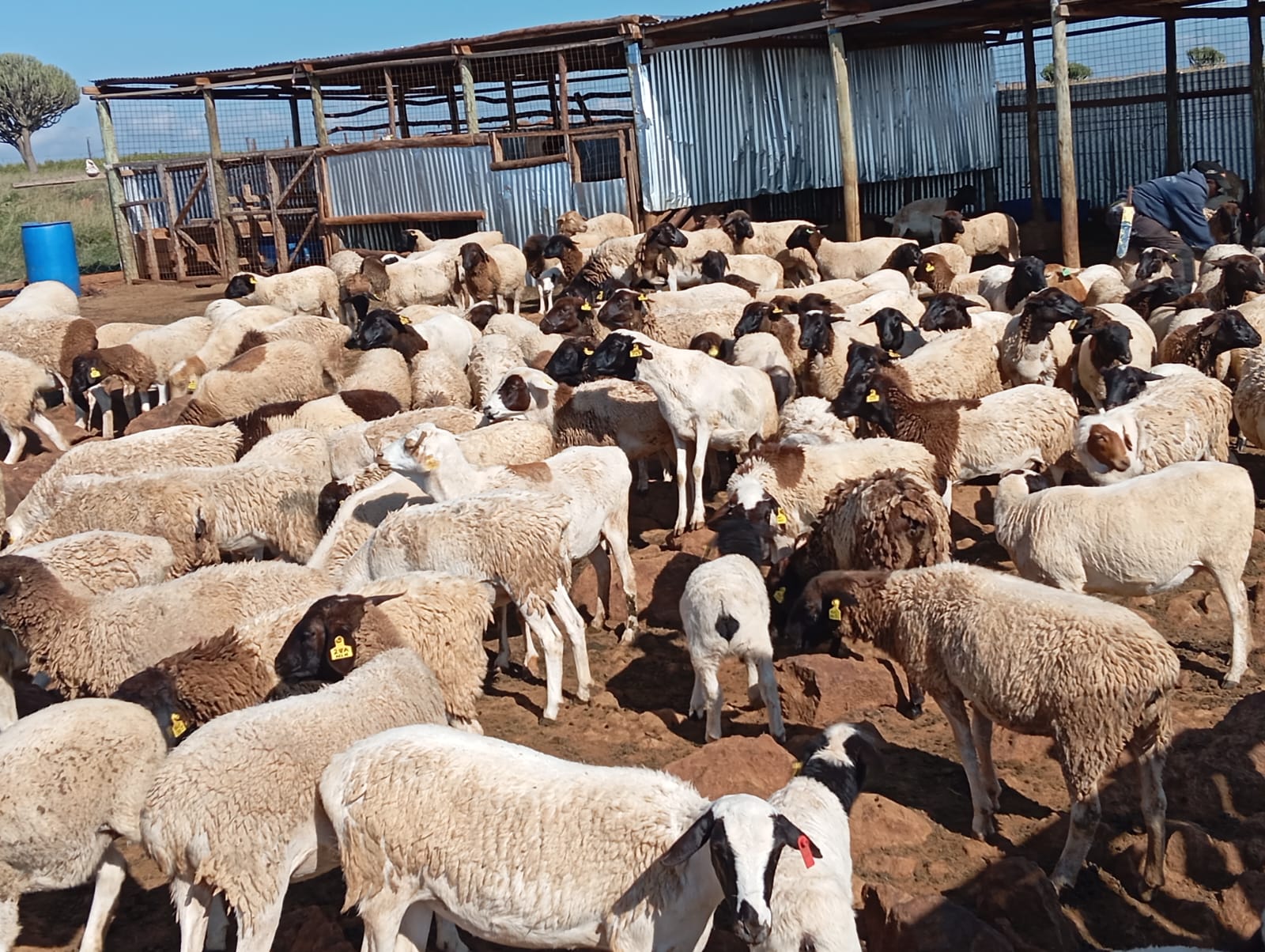 Nolan Farm Sheep