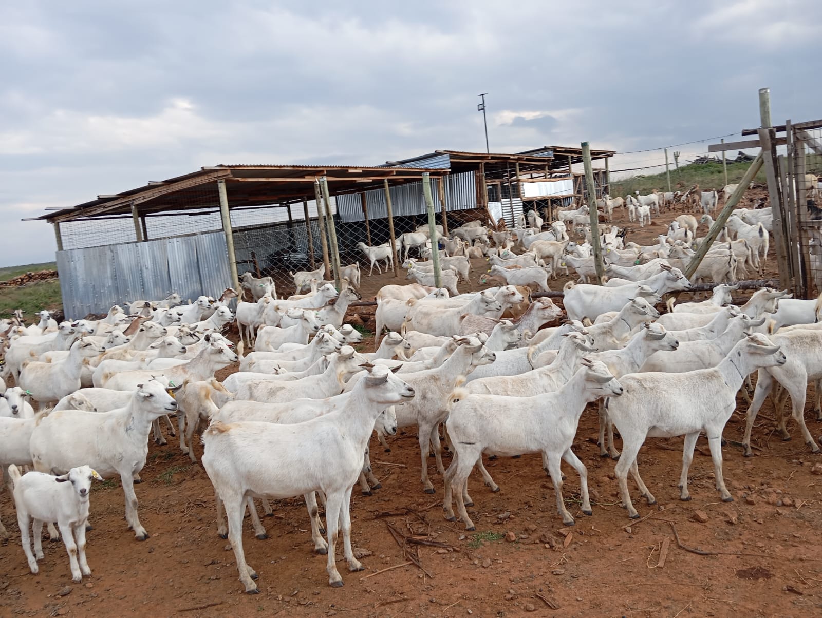 Nolan farms goats