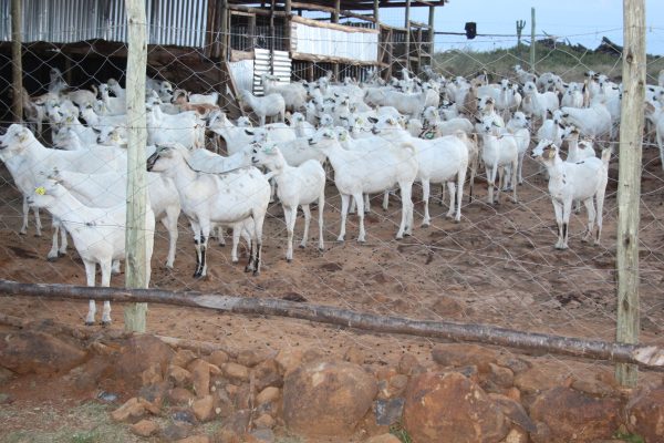 Nolan Farms Goats