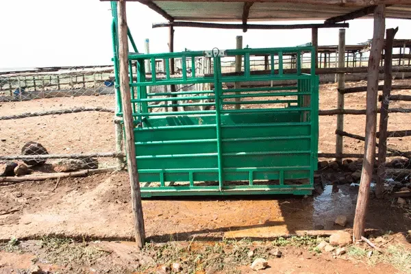 nolan-farms-weighing-cages